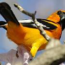 Oriole à gros bec