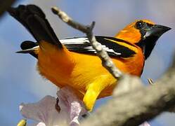 Oriole à gros bec