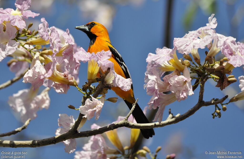 Oriole à gros bec