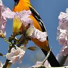 Oriole à gros bec