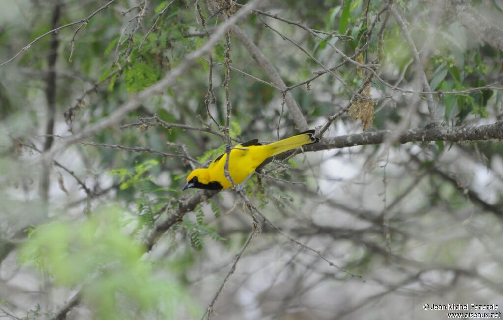 Yellow-tailed Oriole