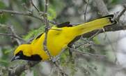 Oriole à queue jaune