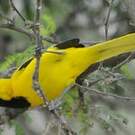 Oriole à queue jaune