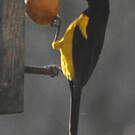 Oriole cul-noir