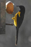 Black-vented Oriole