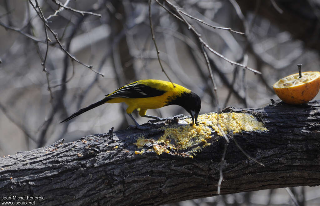 Oriole d'Audubonadulte