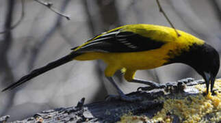 Audubon's Oriole