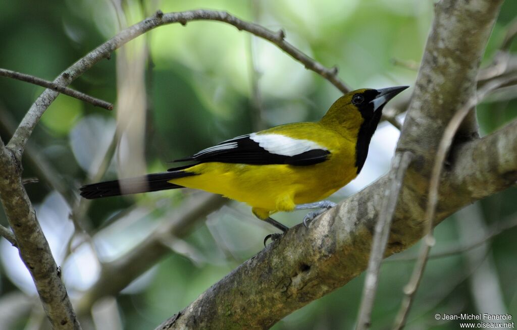 Oriole de Jamaïque
