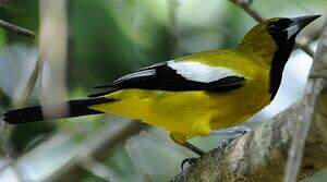 Oriole de Jamaïque