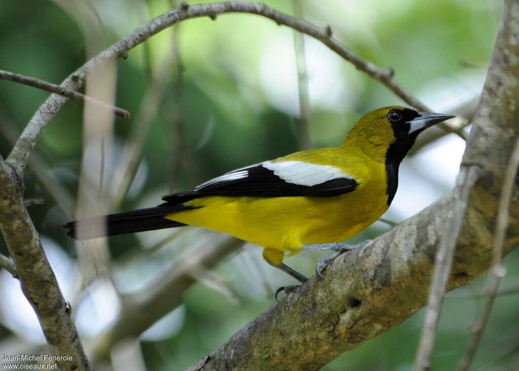 Jamaican Orioleadult, identification