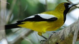 Oriole de la Jamaïque