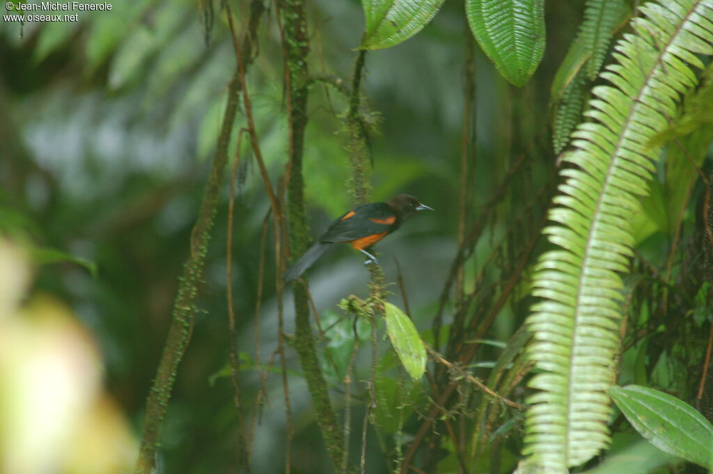 Oriole de la Martinique