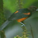 Oriole de la Martinique