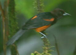 Martinique Oriole