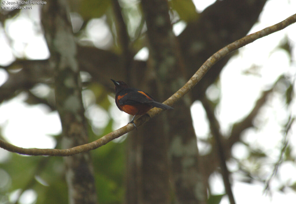 Oriole de la Martinique