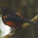 Oriole de la Martinique