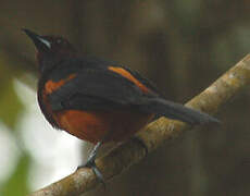 Oriole de la Martinique