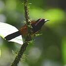 Oriole de la Martinique