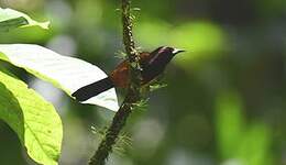 Oriole de la Martinique