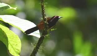 Martinique Oriole