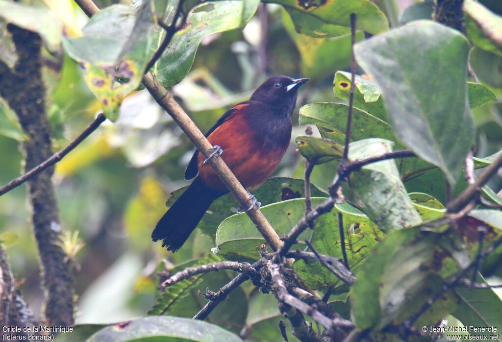 Martinique Oriole