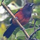 Oriole de la Martinique