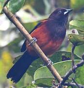 Martinique Oriole