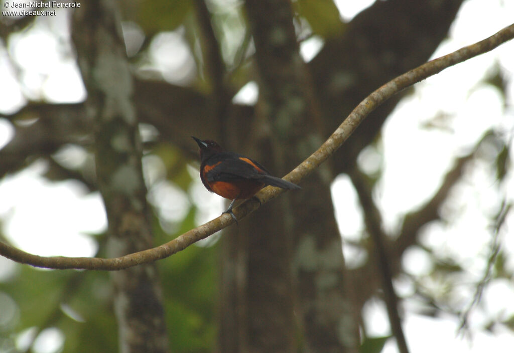 Oriole de Martinique