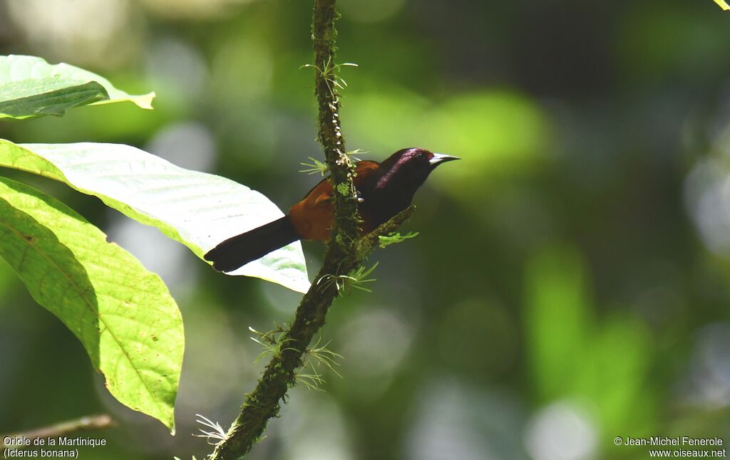 Oriole de Martinique