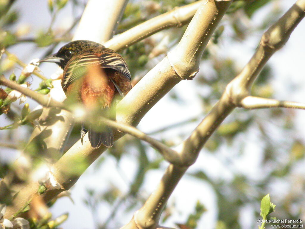 Oriole des vergers