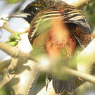 Oriole des vergers