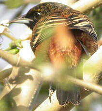 Oriole des vergers