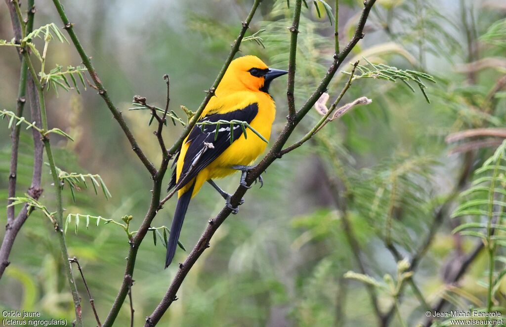 Oriole jaune