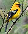 Oriole jaune