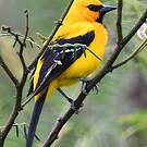 Oriole jaune