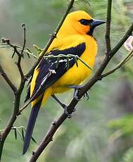 Oriole jaune