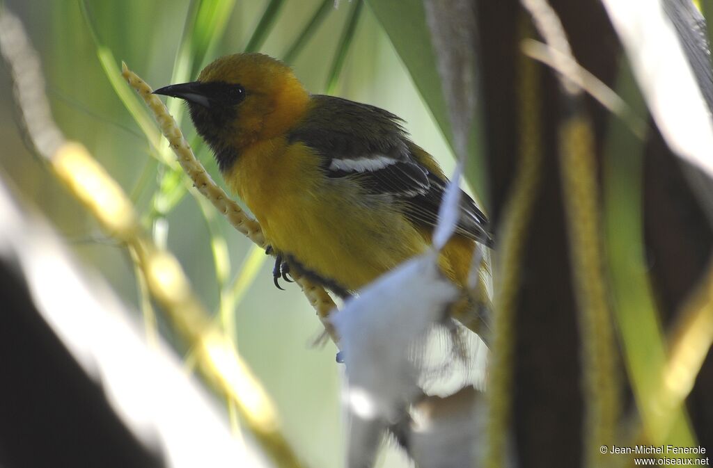 Oriole masqué