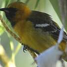 Oriole masqué