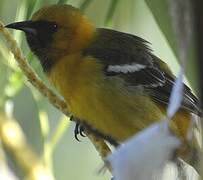 Hooded Oriole