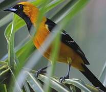 Oriole masqué