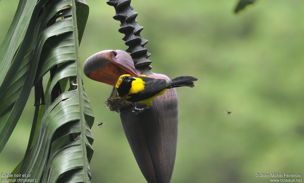 Yellow-backed Oriole