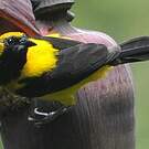 Oriole noir et or
