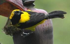 Yellow-backed Oriole