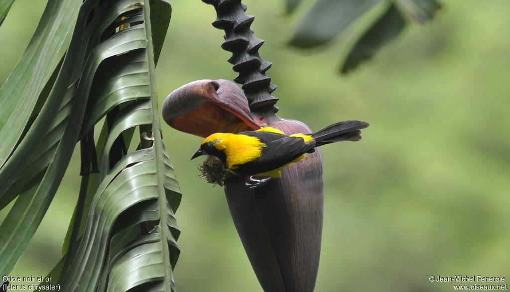 Yellow-backed Oriole