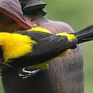 Oriole noir et or