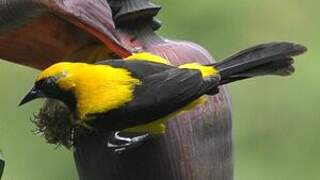 Yellow-backed Oriole