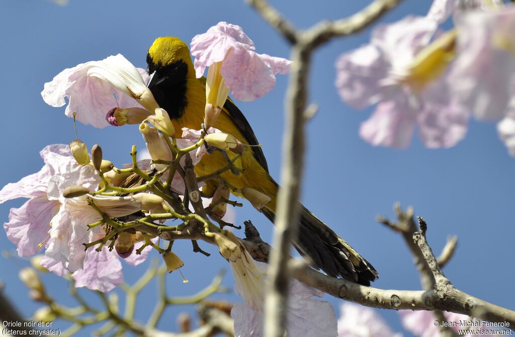 Oriole noir et or