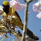 Oriole noir et or