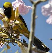 Yellow-backed Oriole