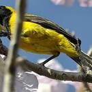 Oriole noir et or